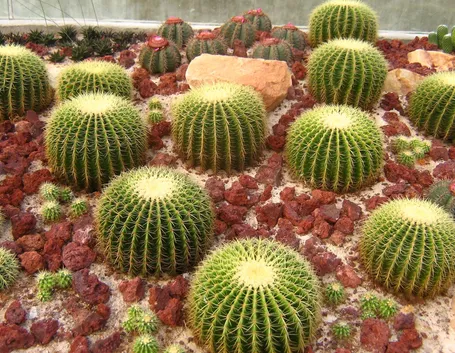 Cactus 