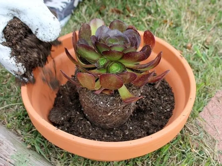 Terriccio per piante grasse