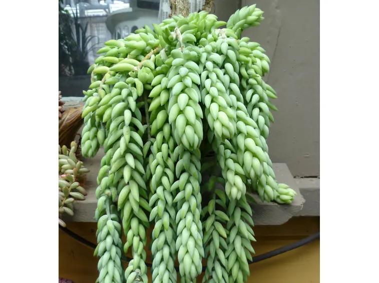 piante grasse