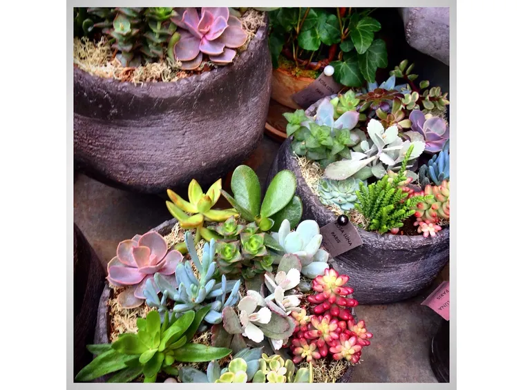succulente in composizioni colorate