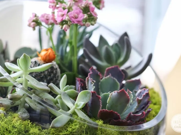 succulente in vaso di vetro