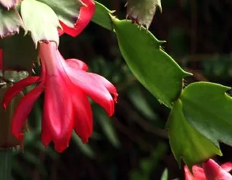 fiore 