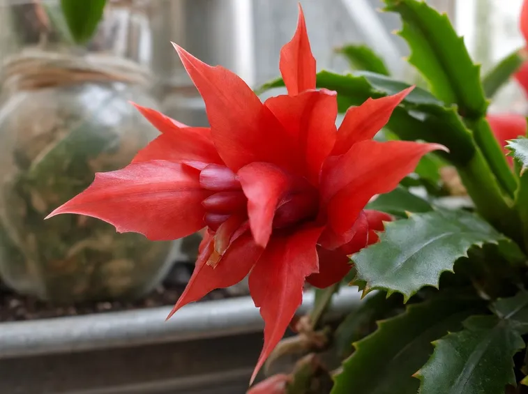 fiore 