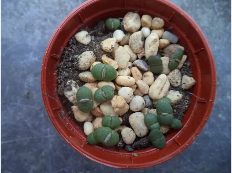 semi in vaso 