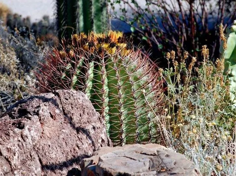 cactus spinoso