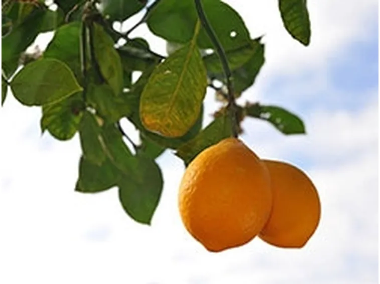 limoni concimazione 