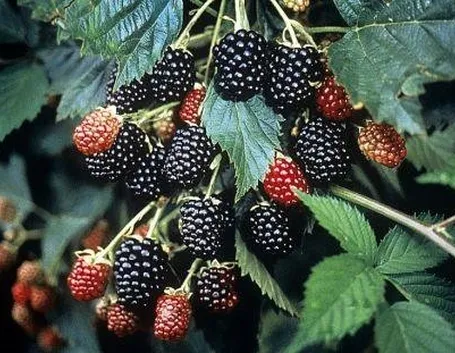 Coltivare frutti di bosco 