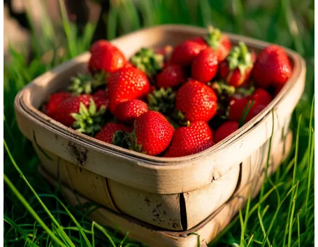piantare le fragole