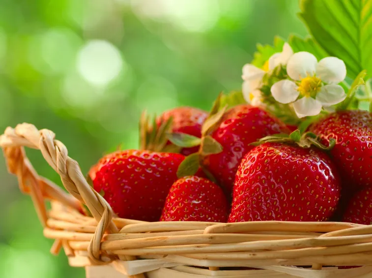fragole raccolte