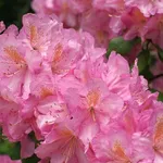 fiori azalea 