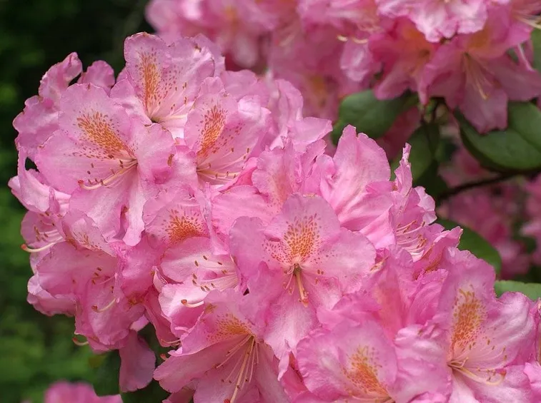 fiori azalea