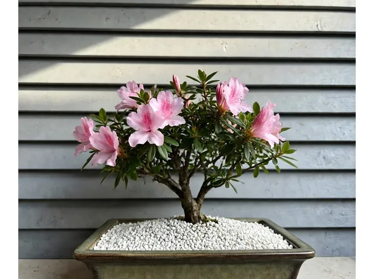 bonsai azalea