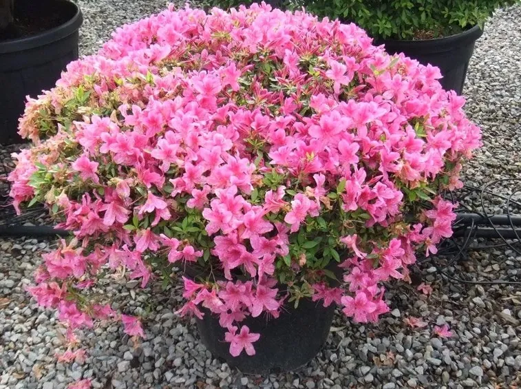 pianta azalea