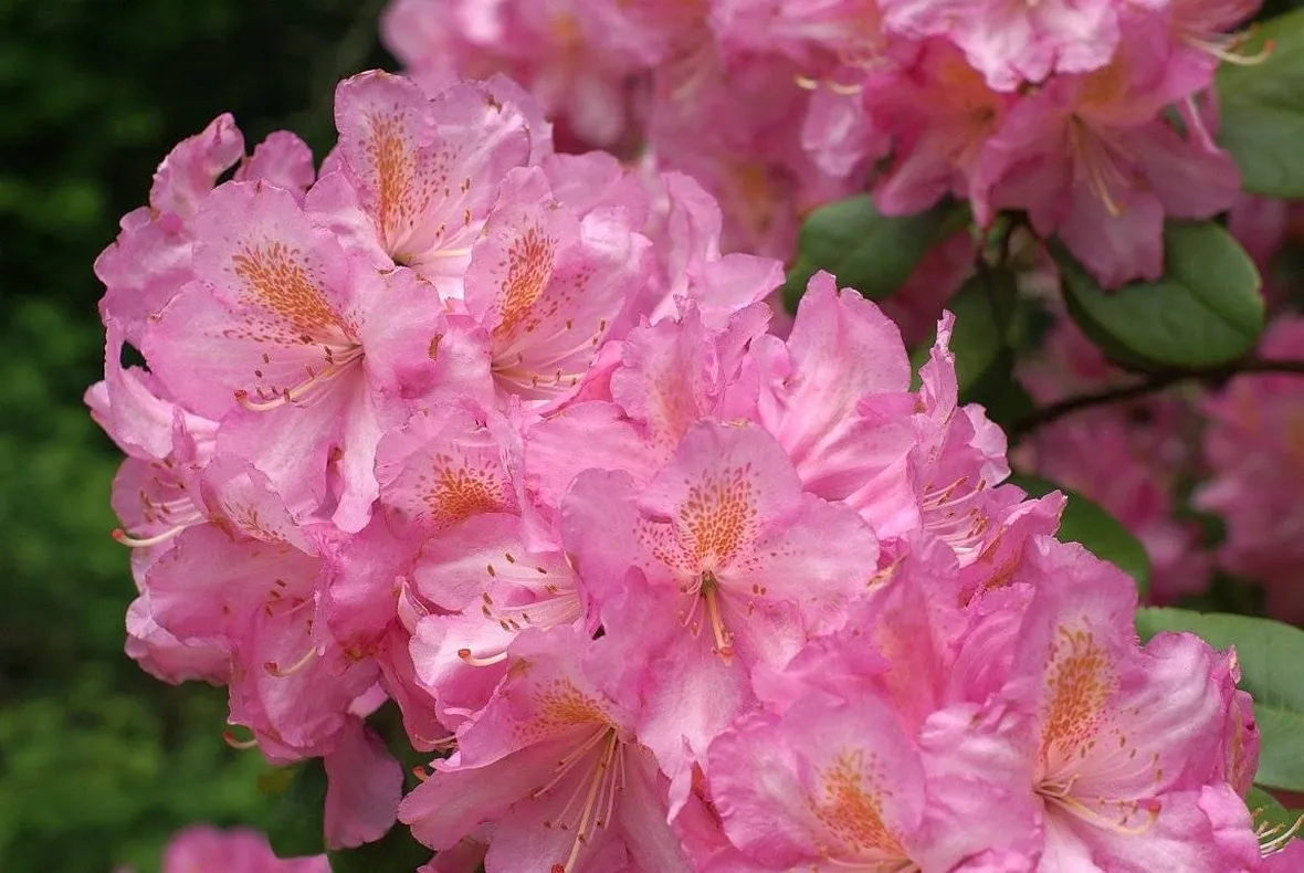 fiori azalea