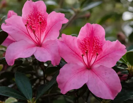 Azalea 