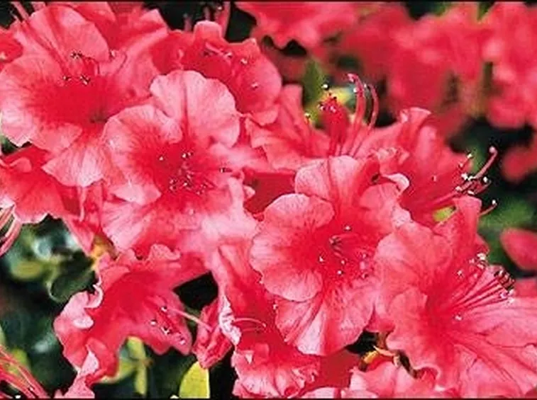 Azalea 
