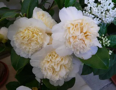 fiore di camelia bianco