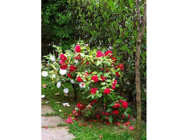 albero di camelia
