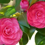 Camelia malattie 