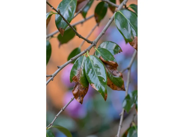 foglie camelia