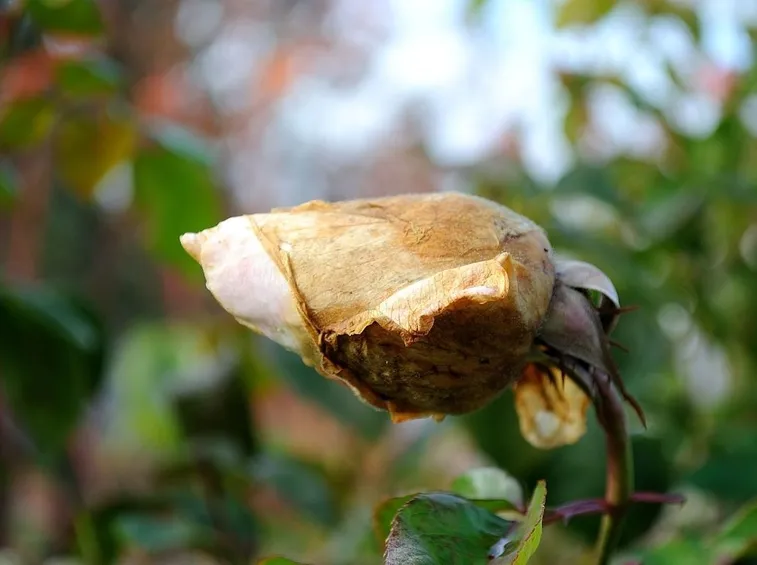 camelia
