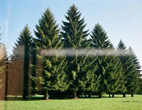 Foresta di abete rosso