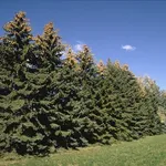 Foresta di abete rosso