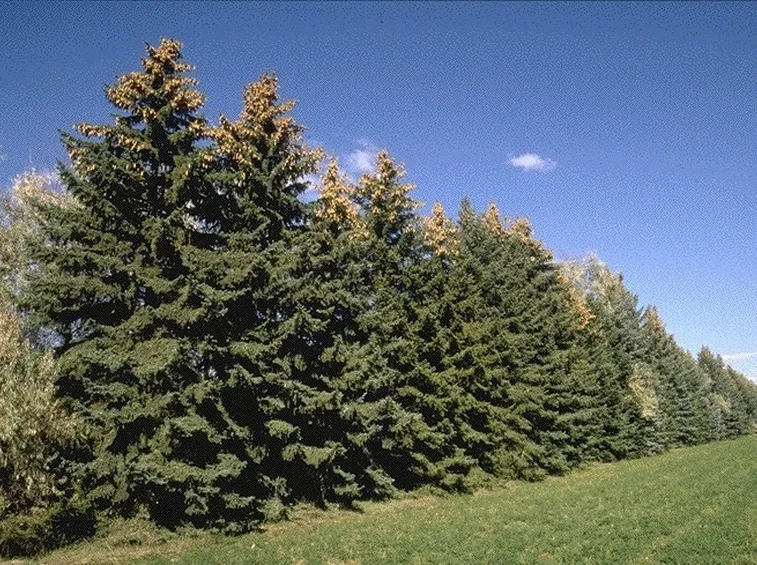 Foresta di abete rosso