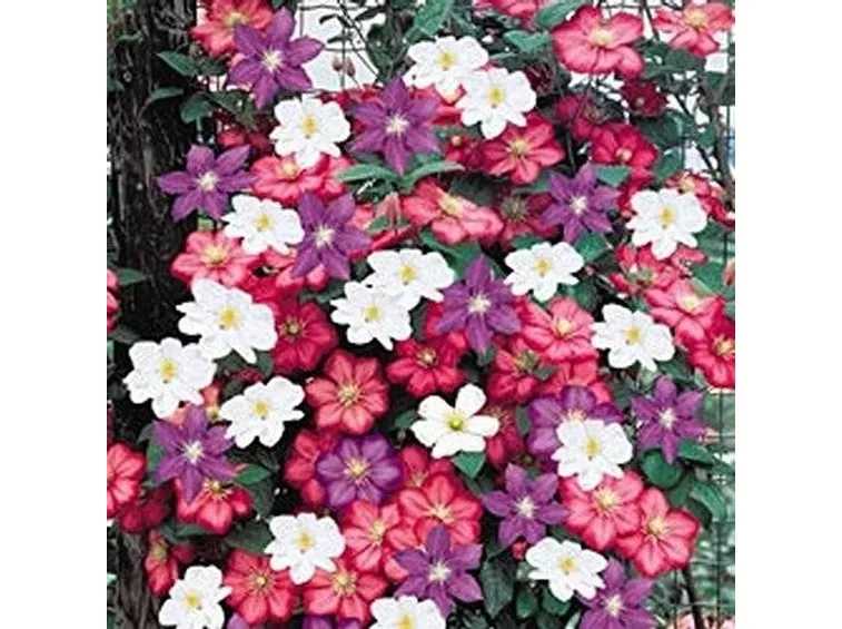rampicante 