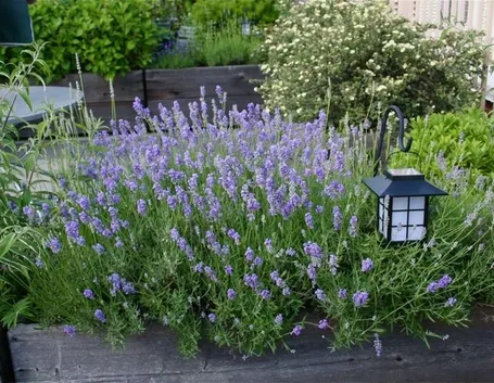 Lavandula