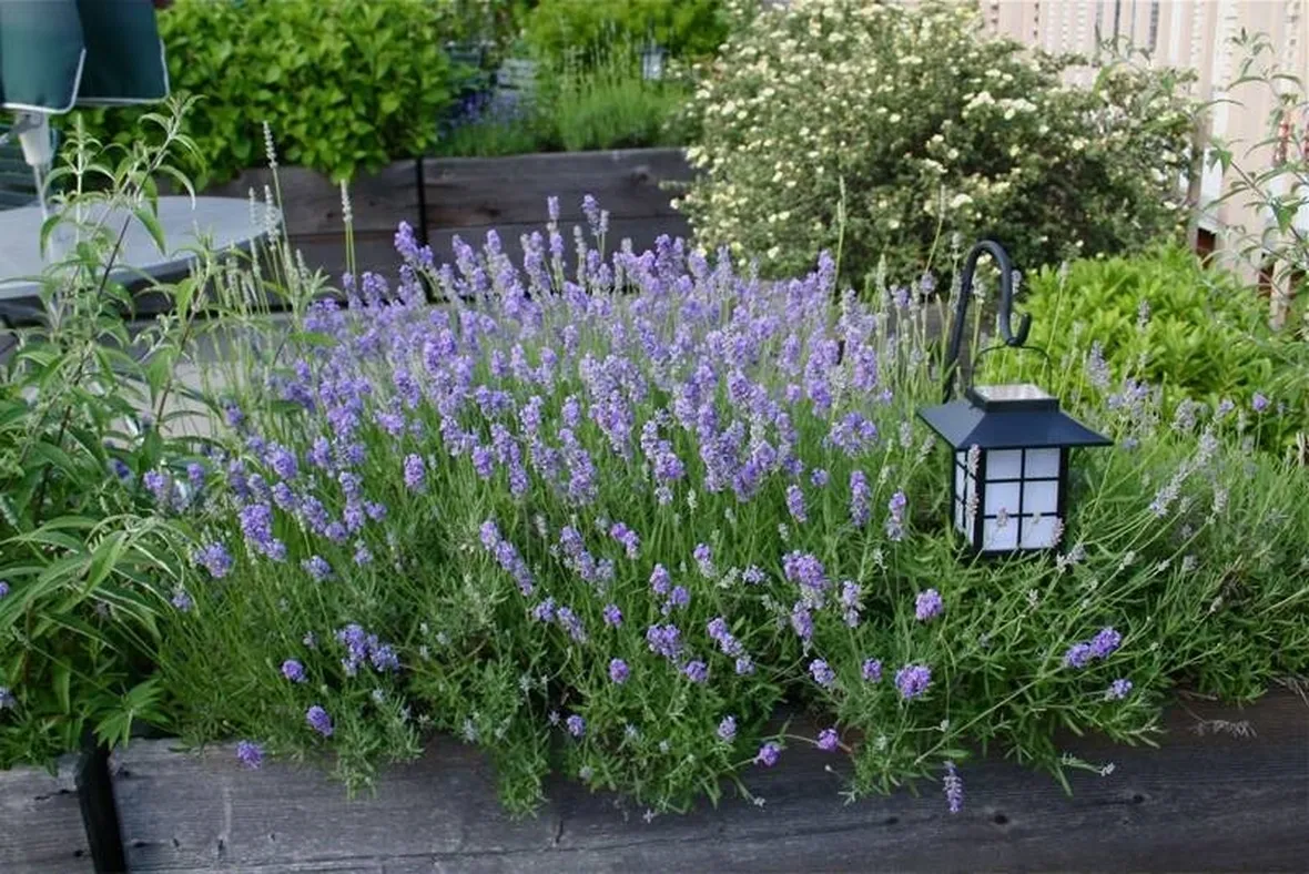 Lavandula
