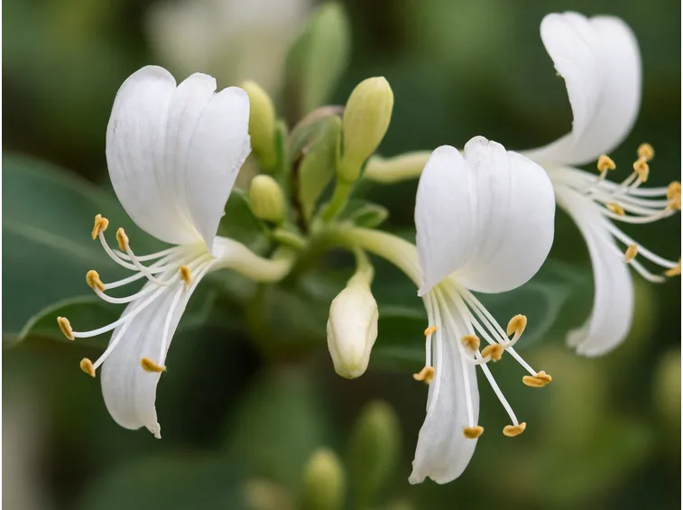 fiore 