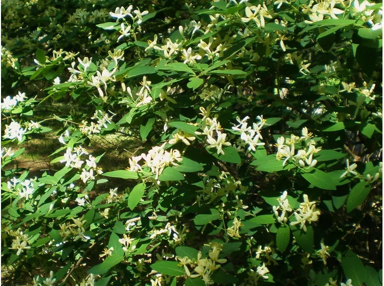fiori di caprifoglio 