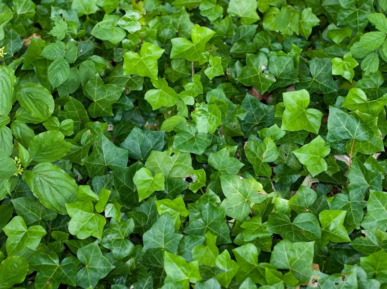 Edera rampicante