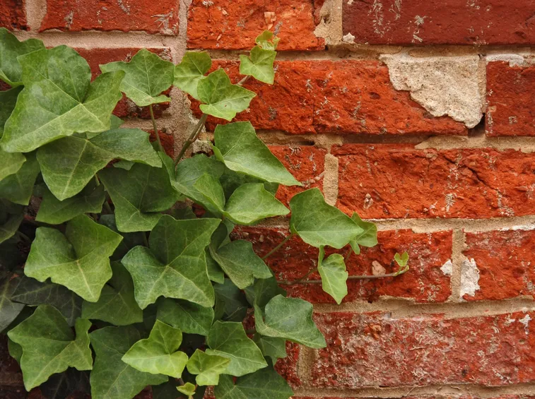 Muro di edera