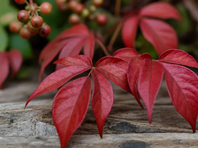 Colorazione autunnale della vite canadese