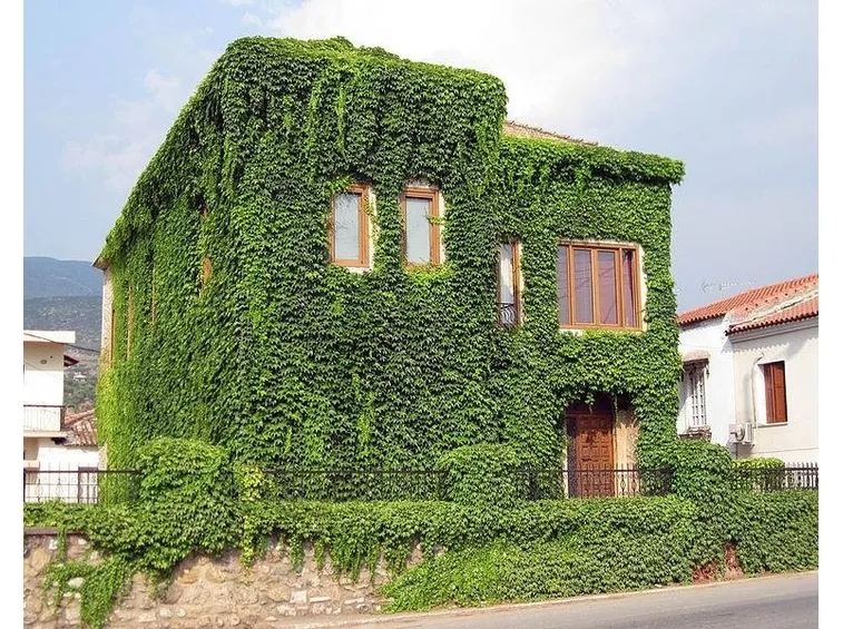 Intero edificio coperto dalla vite canadese
