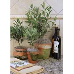 albero di ulivo