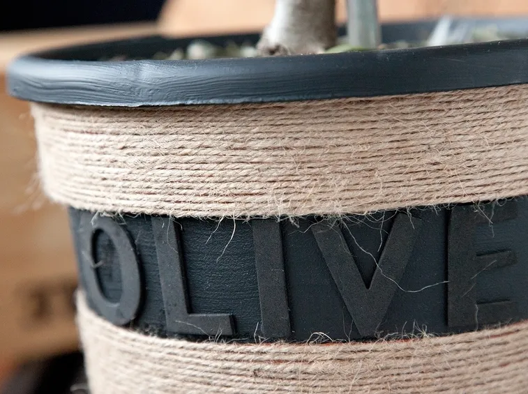 ulivo in vaso
