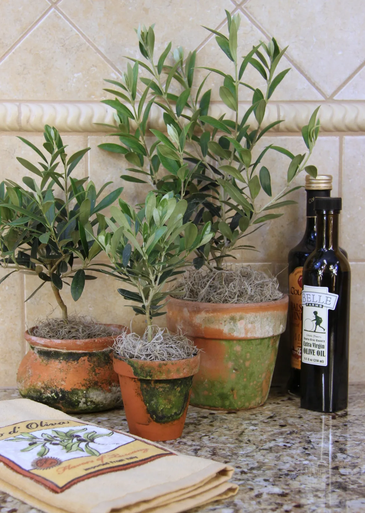 albero di ulivo