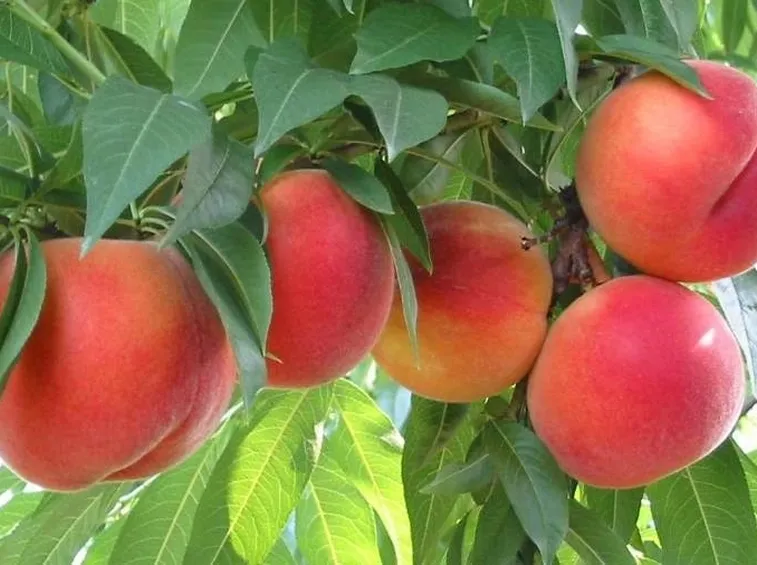 Pesche mature