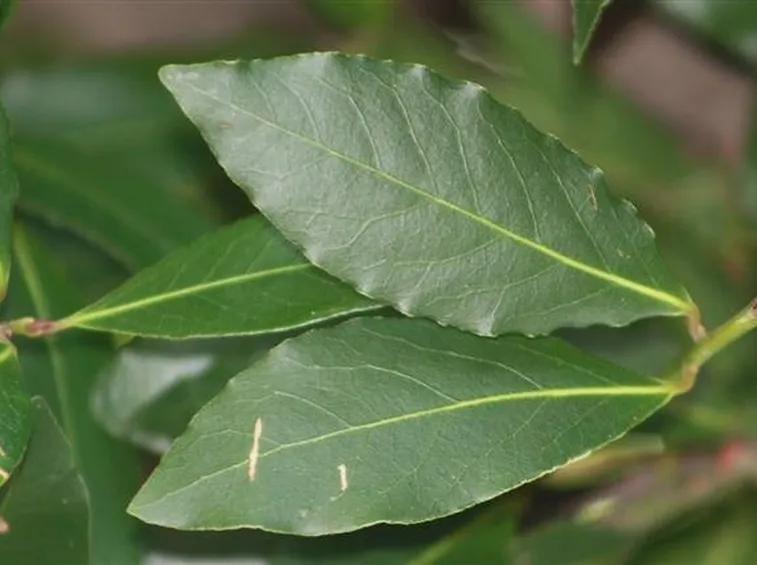 foglie alloro 