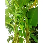 albero