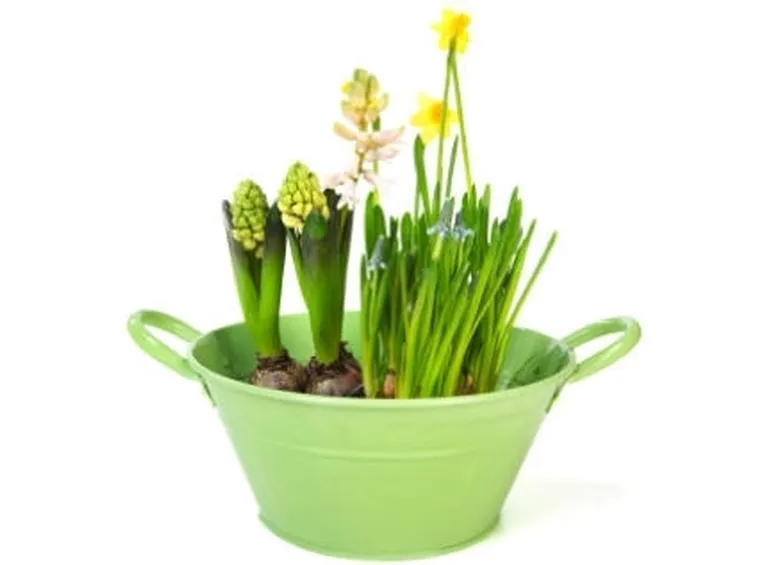 fiori 