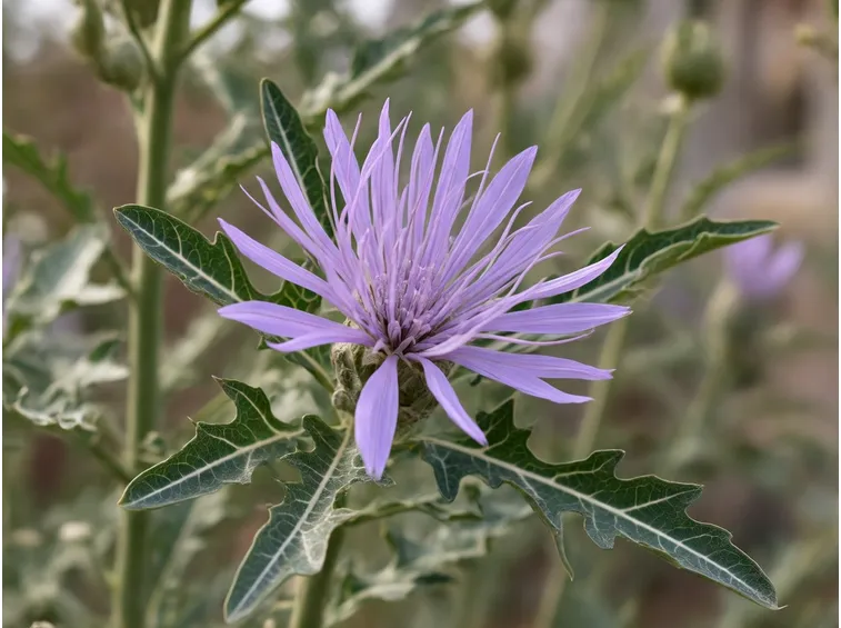 fiore cardo
