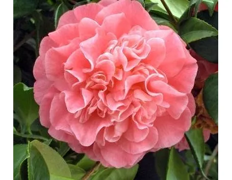 camelia rosa 