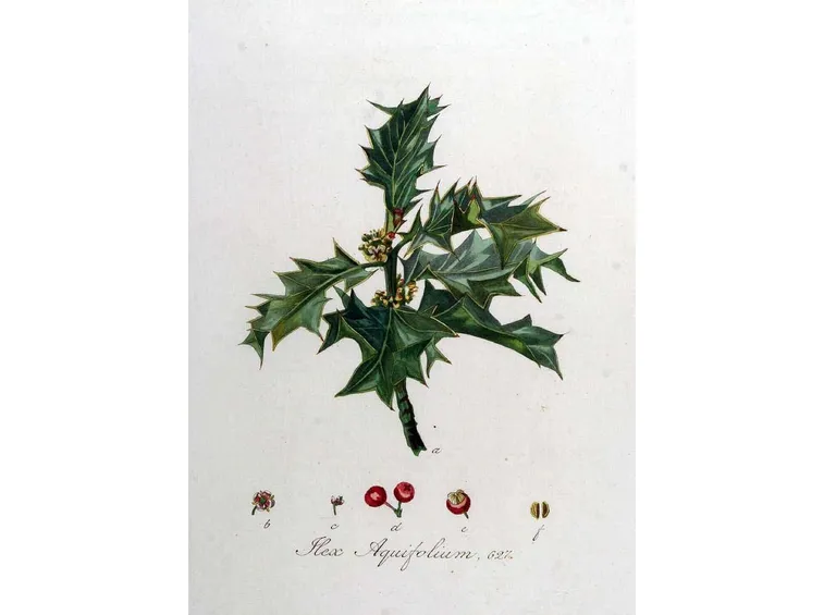 Disegno botanico di ilex aquifolium