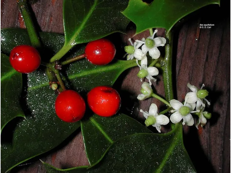 Foglie e bacche di agrifoglio