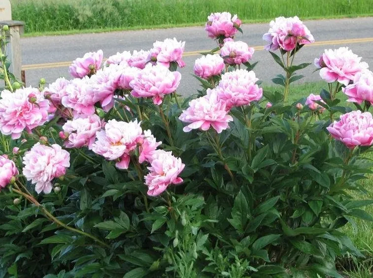 Cespuglio di peonie