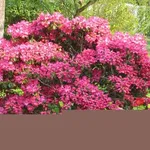 Piante da giardino